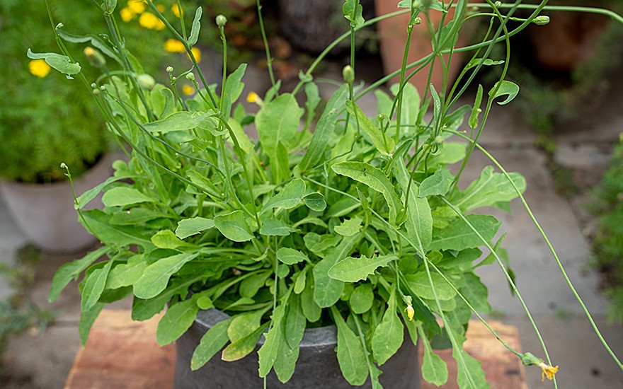 Kretischer Salat, Galatsida (Pflanze)