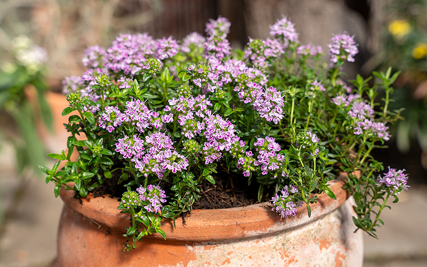 Französischer Polsterthymian (Pflanze)