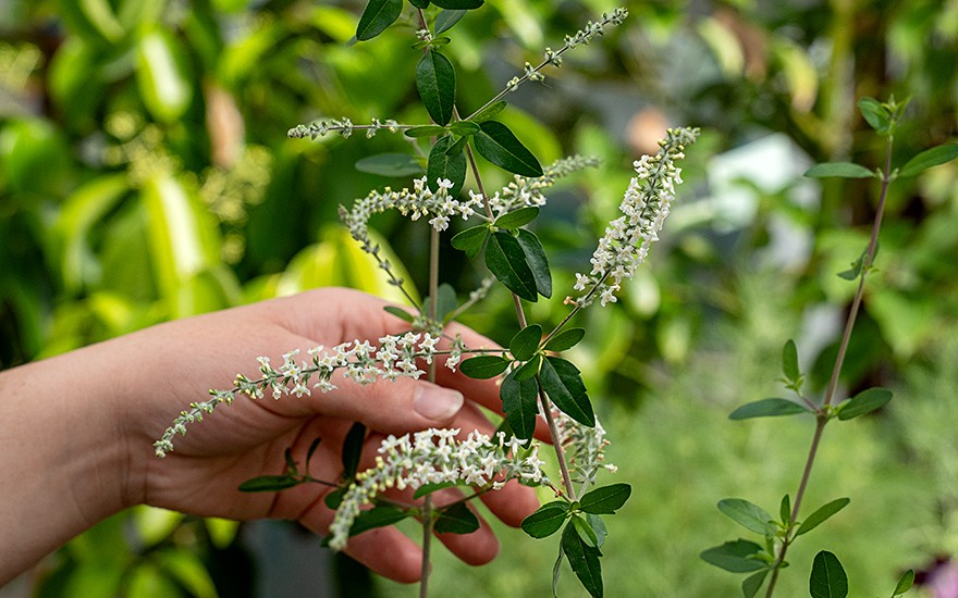 Ninarupa (Pflanze)