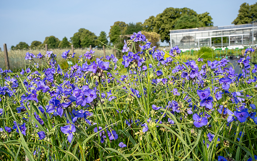 Ohio-Dreimasterblume (Pflanze)