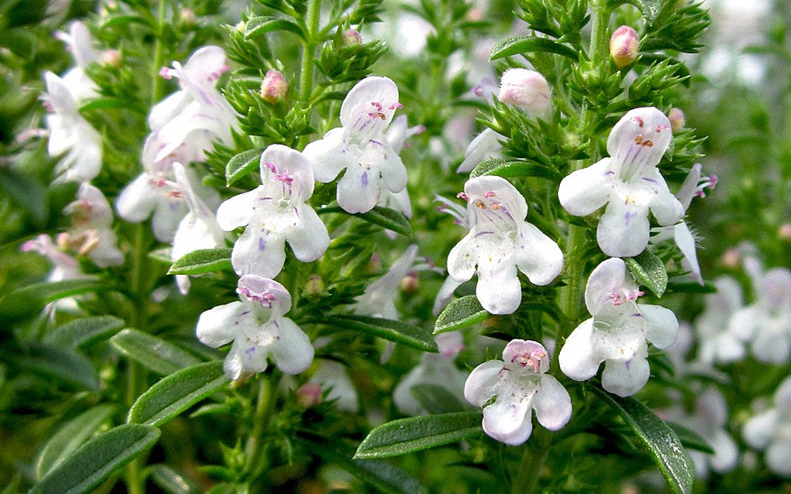 Bergbohnenkraut, hoch (Pflanze)