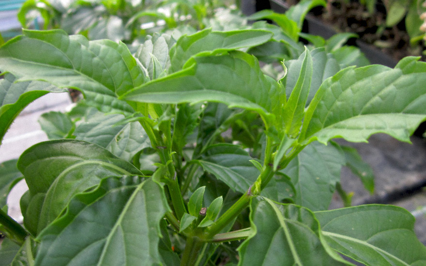 Basilikum 'Green Pepper' (Saatgut)