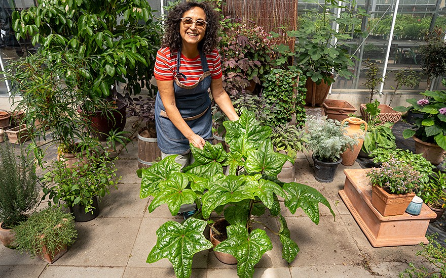 Salatbaum &#039;Tonga&#039; (Pflanze)