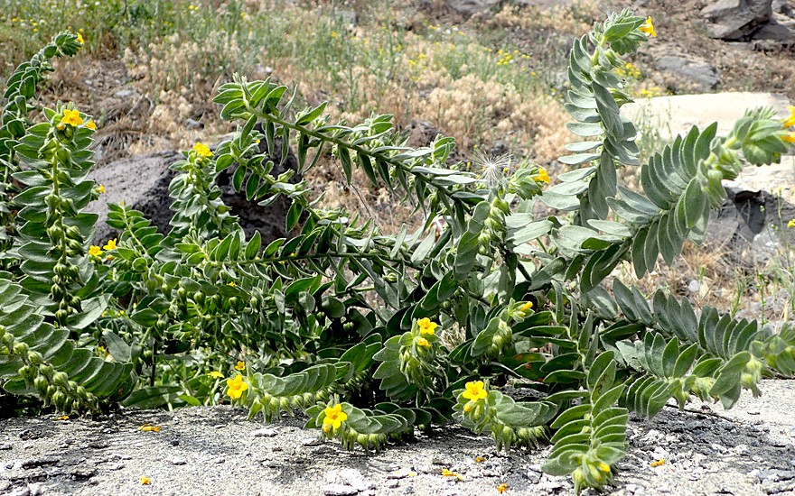 Gelbe Alkanna (Pflanze)
