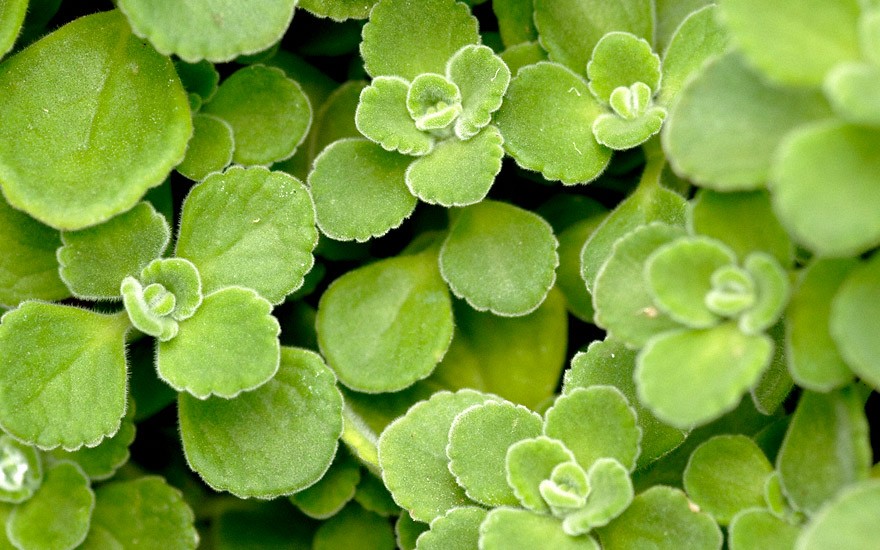 Cubanischer Oregano (Pflanze)