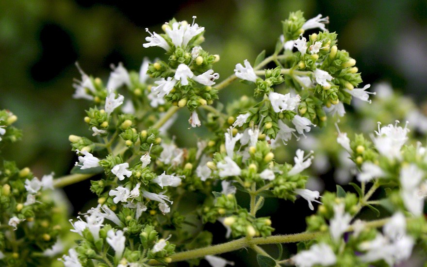 Spanischer Oregano (Saatgut)