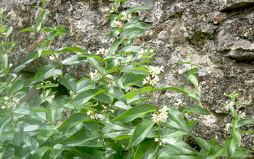 Schwalbenwurz (Pflanze)