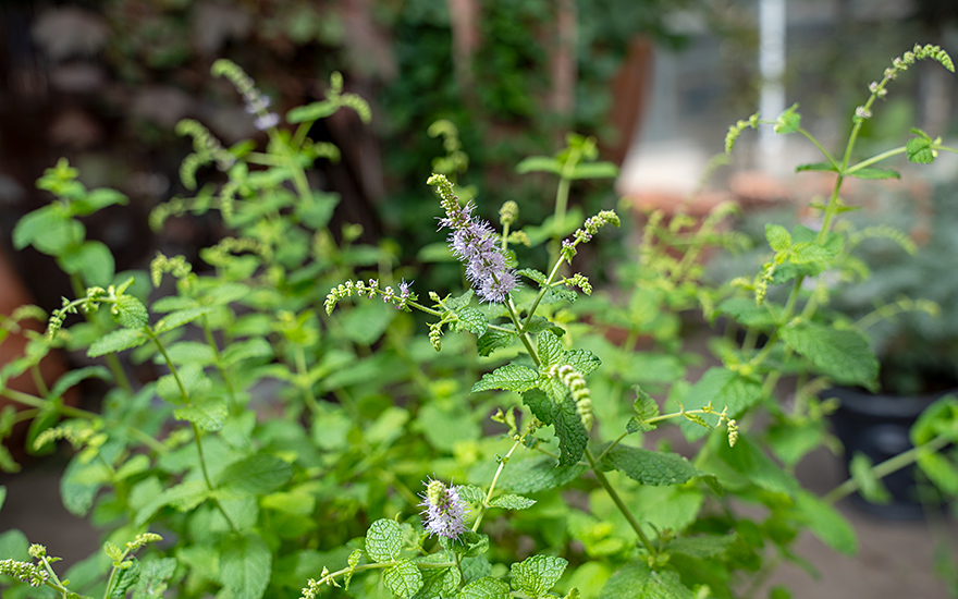 Eukalyptus-Minze (Pflanze)