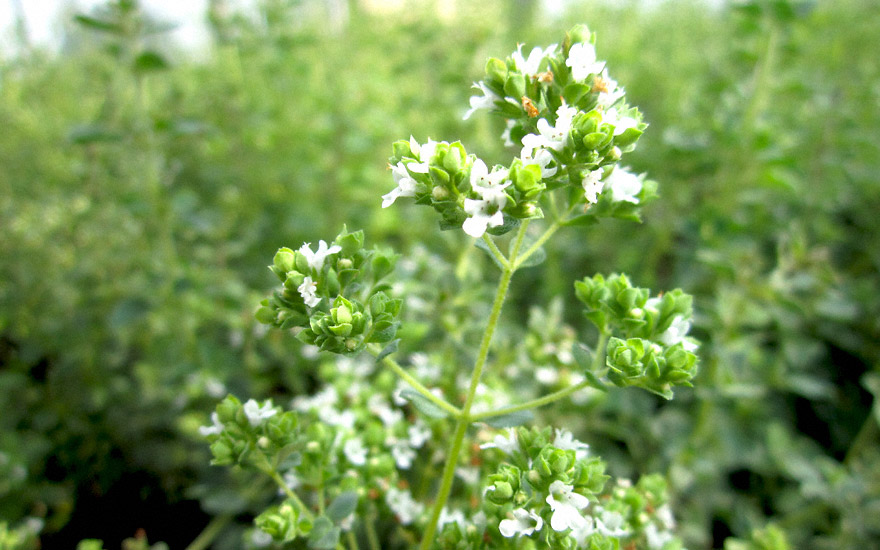 Griechischer Oregano, weiß (Saatgut)