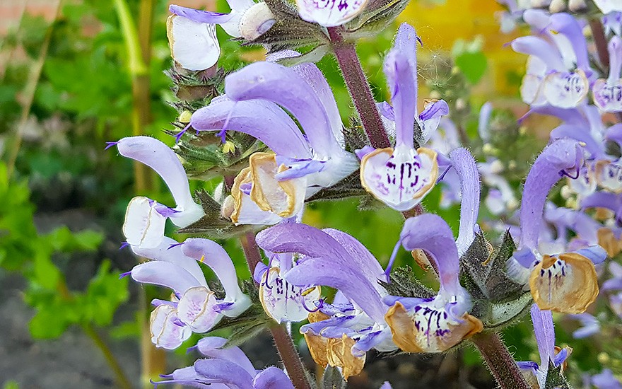 Salbei &#039;Shangri-La&#039; (Saatgut)