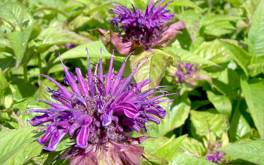 Goldmelisse 'Trinity Purple' (Indianernessel) (Pflanze)