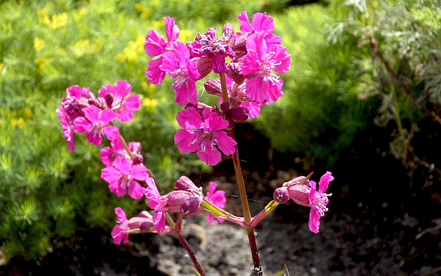 Pechnelke (Saatgut) - Viscaria vulgaris (Silene viscaria, Lychnis