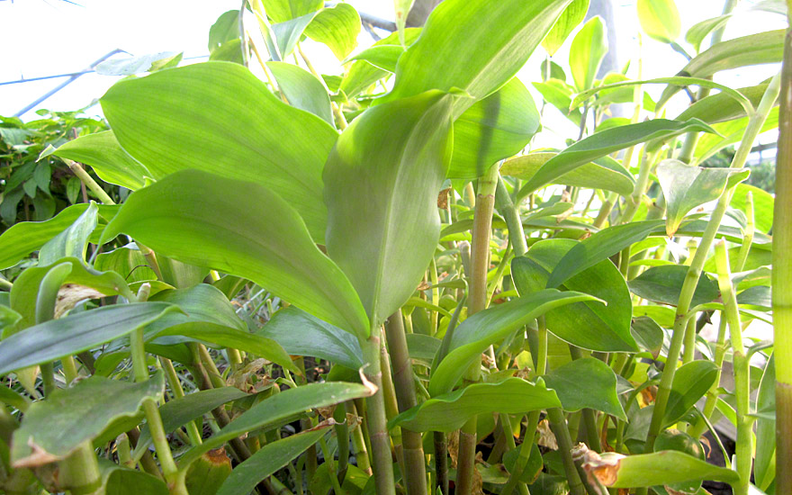 Kreppingwer (Pflanze)