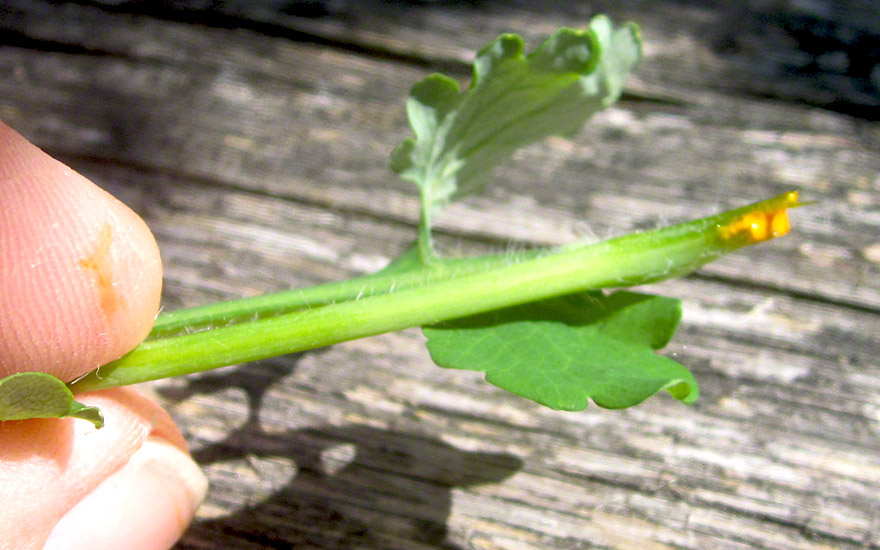 Schöllkraut (Saatgut)