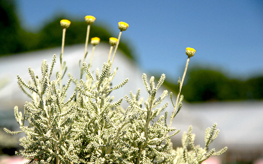 Zypressenkraut, kompakt (Pflanze)