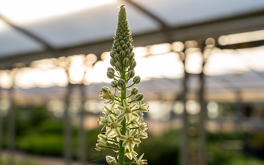 Meerzwiebel, Heilzwiebel (Saatgut)