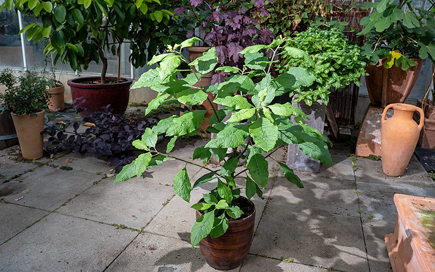 Ndolé (Kamerun-Spinat) (Pflanze)