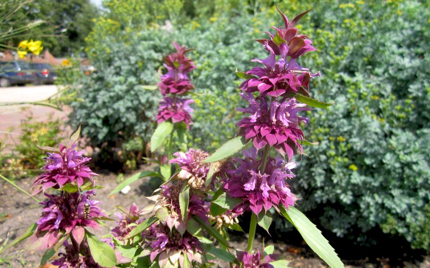 Monarda „Bergamo“ (Saatgut)