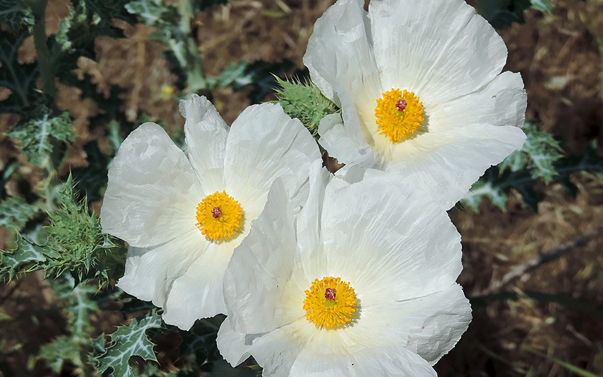 Stachelmohn, vielblütig (Saatgut)