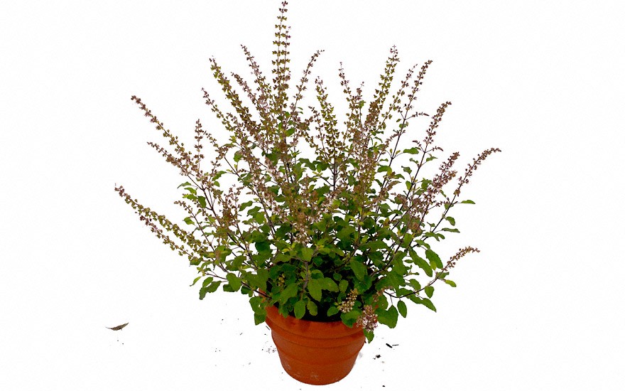 Tulsi (Indisches Basilikum) (Pflanze)