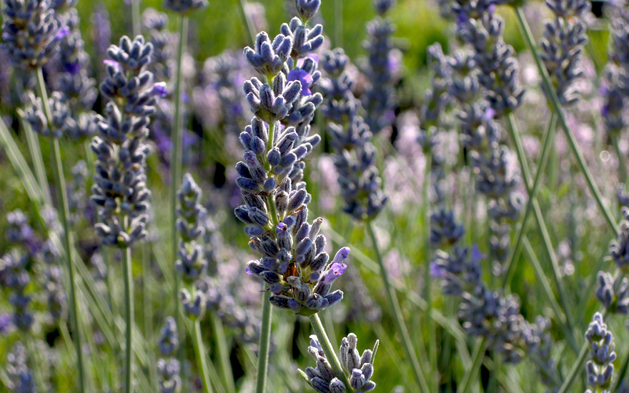 Lavendel 'Silver Frost' (Pflanze)