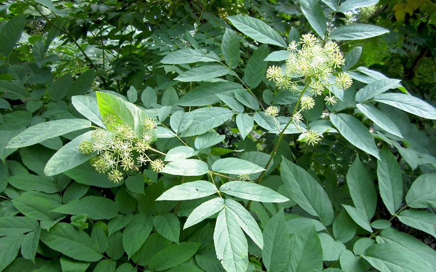 Udo (Japanischer Spargel) (Pflanze)