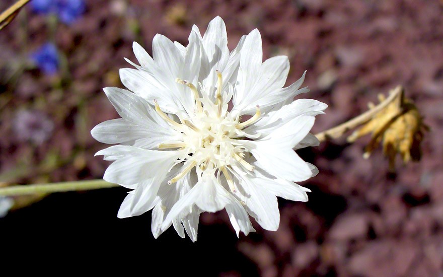 Kornblume, weiß blühend (Saatgut)