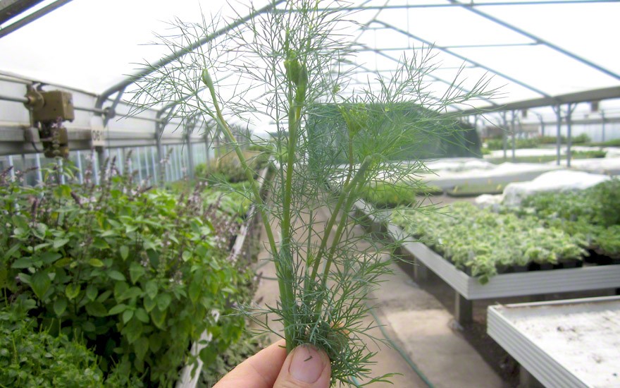 Dill 'Bouquet' (Saatgut)