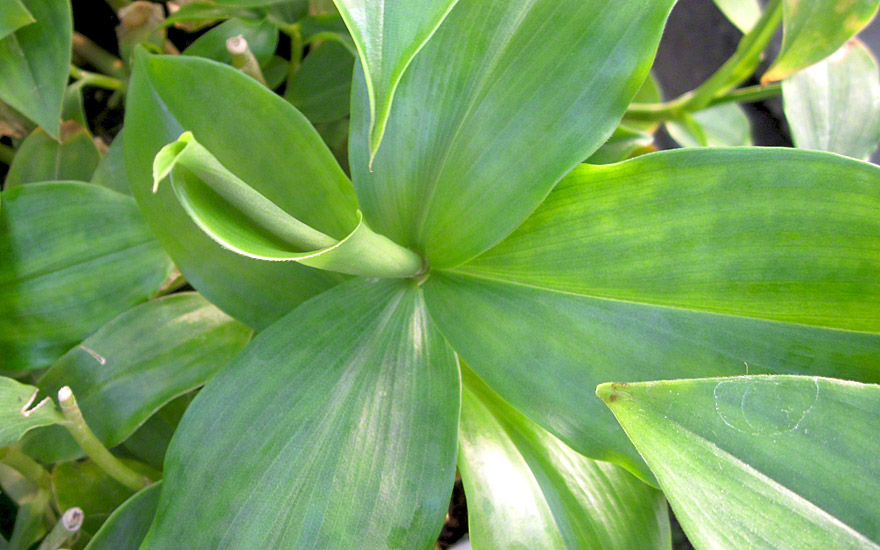 Kreppingwer (Pflanze)