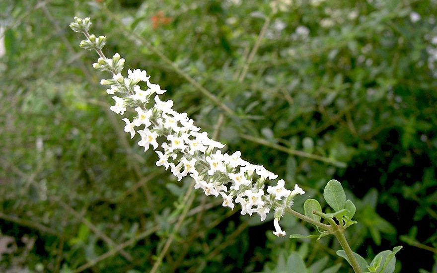 Ninarupa (Pflanze)