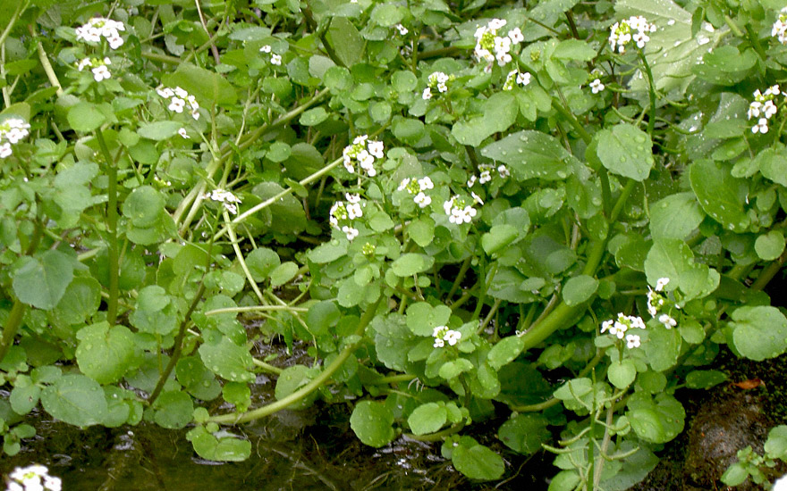 Brunnenkresse (Pflanze) - Nasturtium officinalis | Kresse | Kalmegh ...