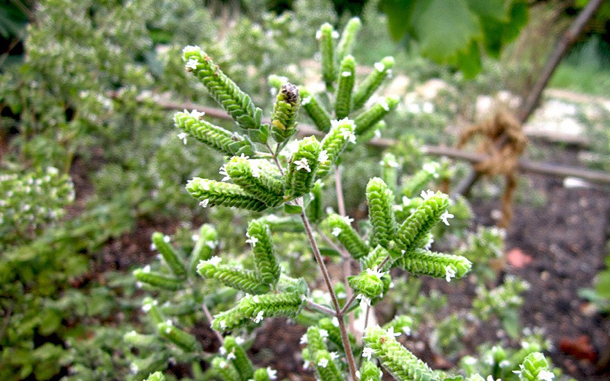 Syrischer Oregano (Zatar) (Pflanze)