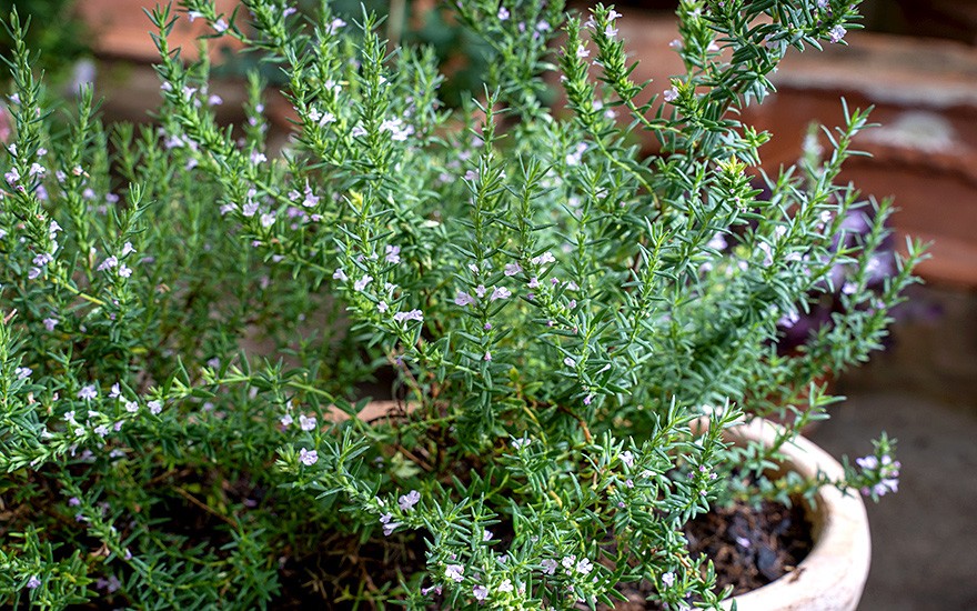 Griechisches Bohnenkraut (Saatgut)