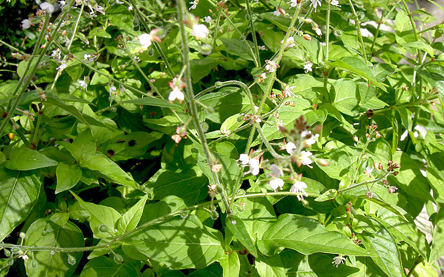 Großes Hexenkraut (Saatgut)