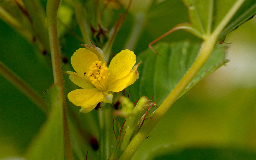 Melokhia (Saatgut)