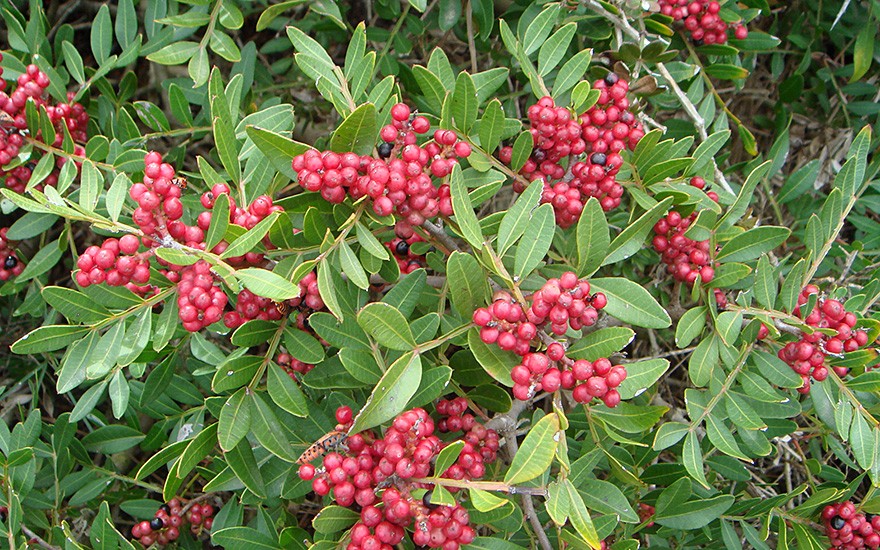 Mastixstrauch (Pflanze)