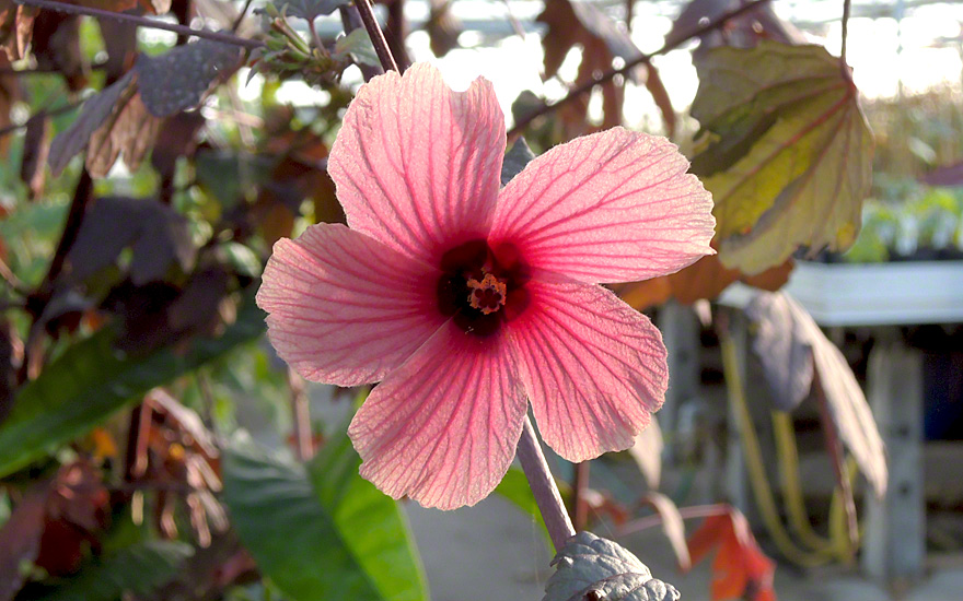 100-150 Samen Hibiskus große Blüte: Rosa / Pink Rosen-Eibisch wunderschöne 