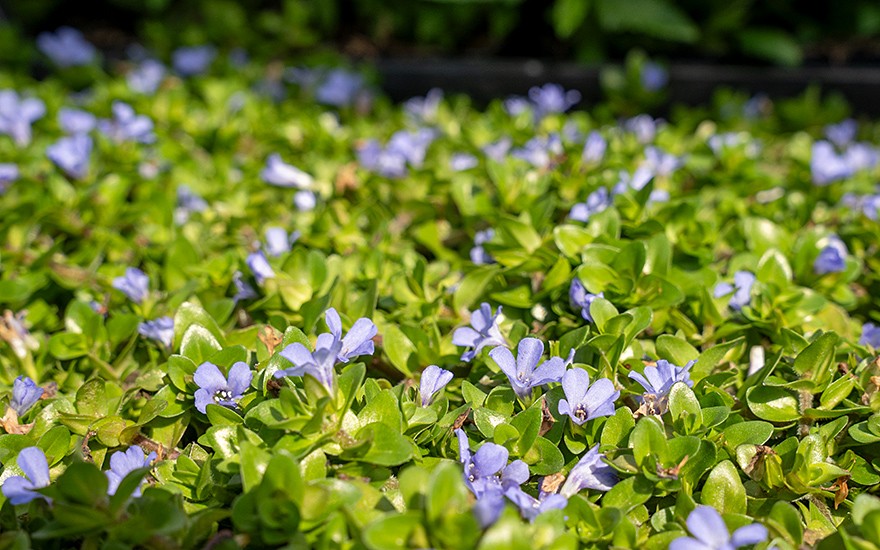 Lemon-Bacopa (Pflanze)