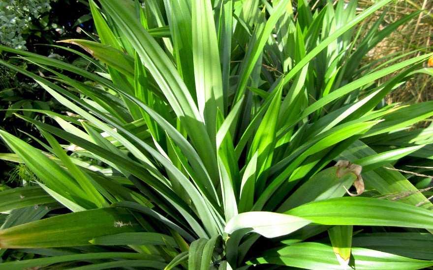 Pandan-Palme (Pflanze)