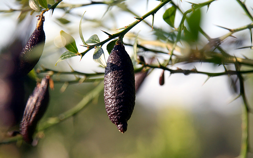 Australische Fingerlimette (Pflanze)