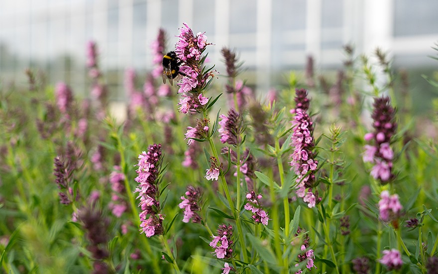 Ysop, rosa blühend (Pflanze)