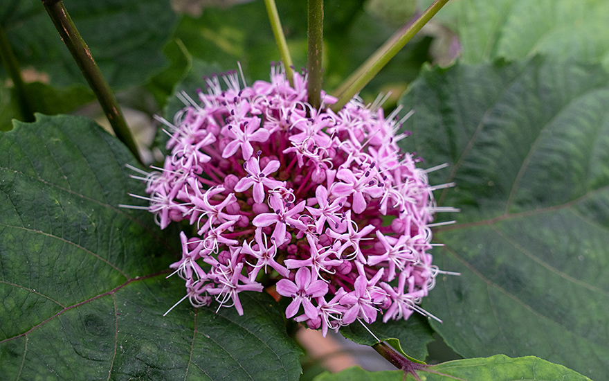 Chinesischer Losbaum, rosa (Pflanze)