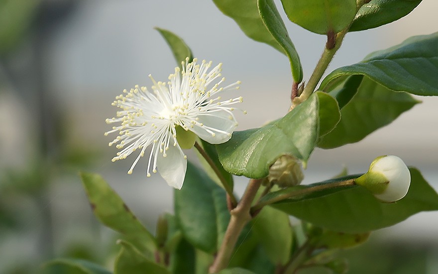 Chilenische Myrte (Pflanze)