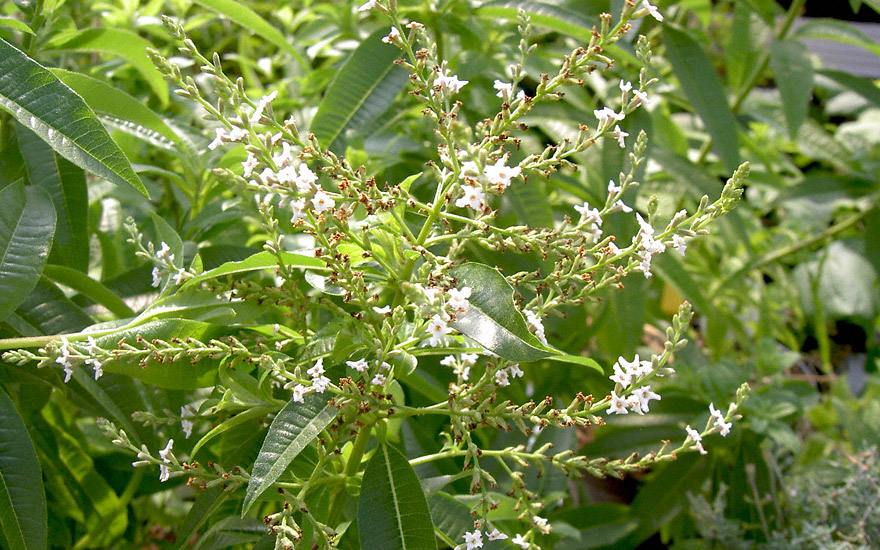 Australische MinzVerbene (Pflanze) Lippia species Verbene