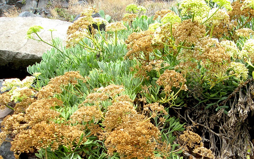 Meerfenchel (Saatgut)