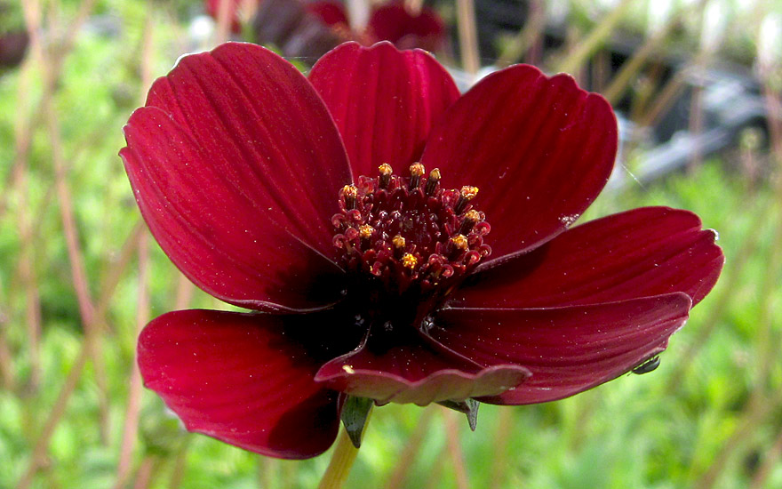 anti 45+ aging Schokoladen Cosmos  Kosmee (Pflanze)  atrosanguineus