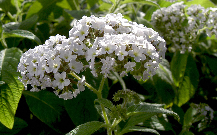 Heliotrop, weiß (Vanilleblume) (Pflanze)
