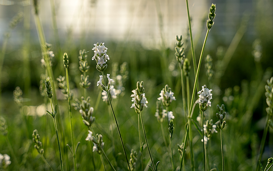 Lavendel, weiß blühend (Pflanze)