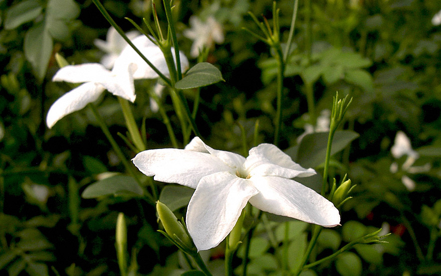 Chinesischer Teejasmin (Pflanze)