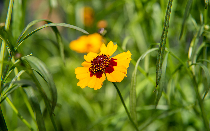 Coreopsis (Saatgut)